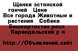 Щенки эстонской гончей › Цена ­ 7 000 - Все города Животные и растения » Собаки   . Башкортостан респ.,Караидельский р-н